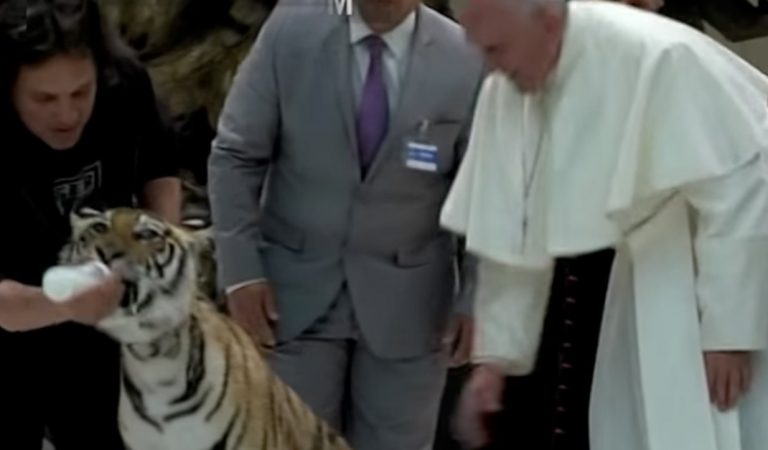 El Papa acaricia a un tigre y se lleva un susto